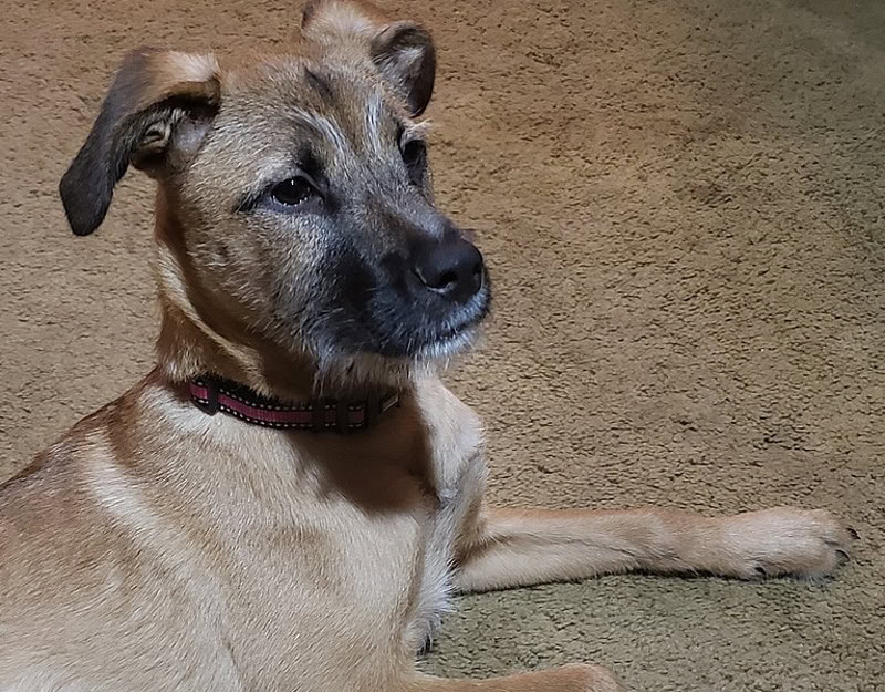 Bahamian Potcake Dog