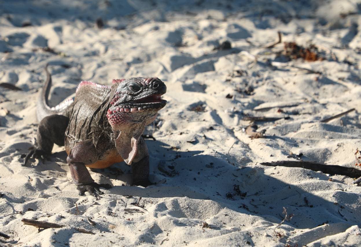 Bahamian Rock Iguana