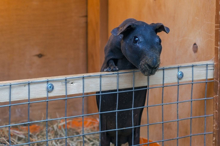 Baldwin Guinea Pig_Shutterstock_Dolgikh Dmitry