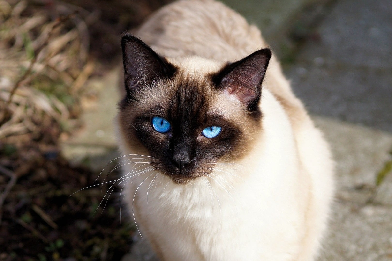 Balinese Cat