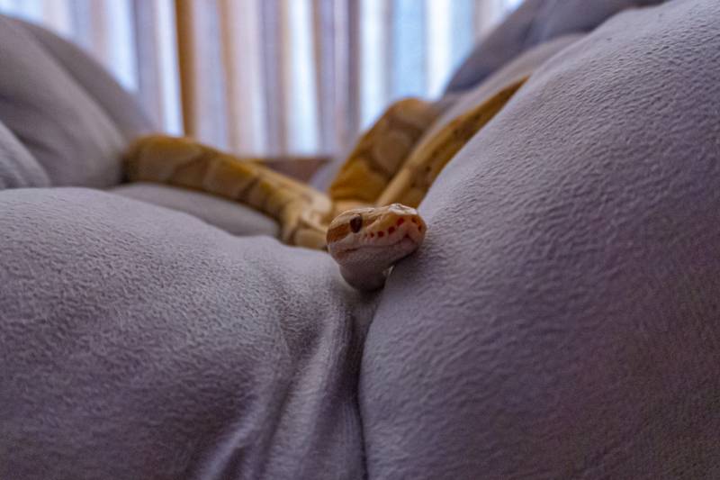 Ball Python Banana