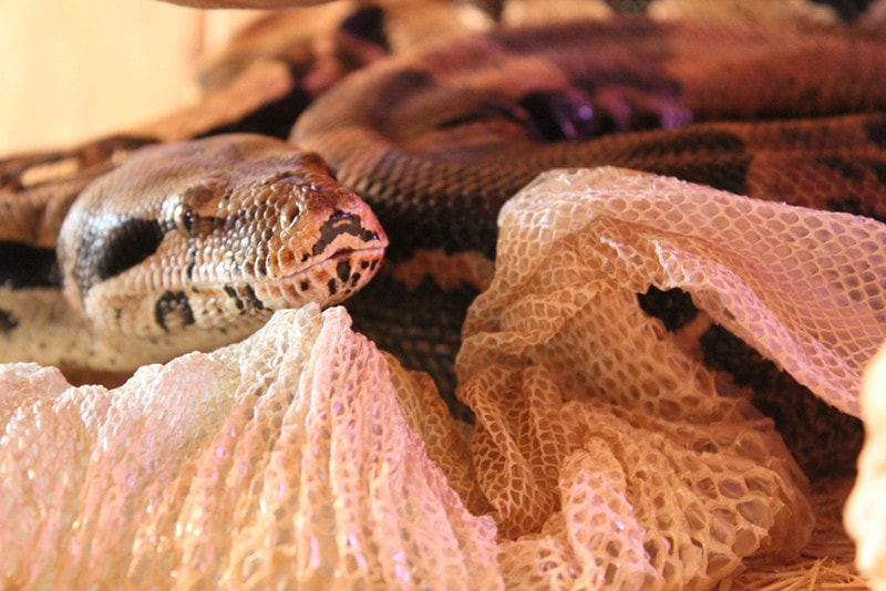 Ball Python Skin Shedding