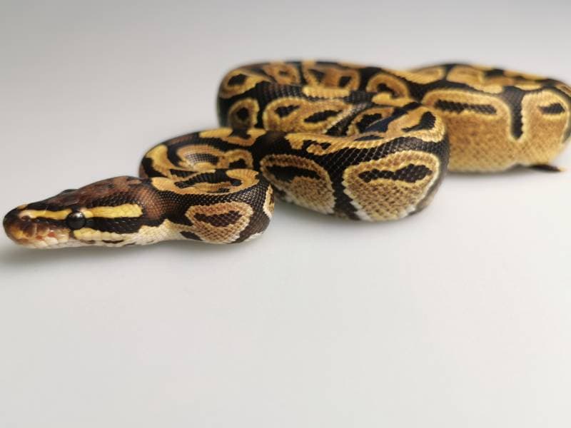 Ball Python on the light background