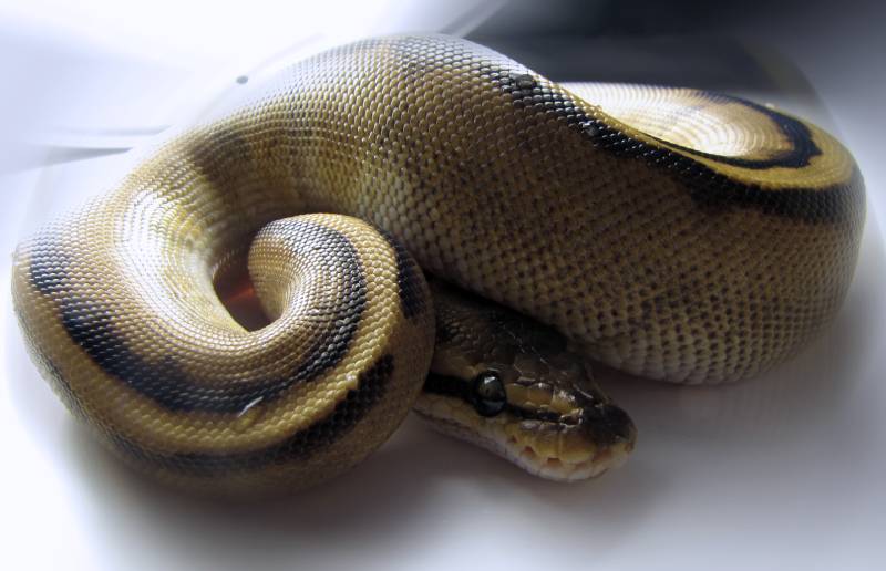 Ball python back lit on a white surface