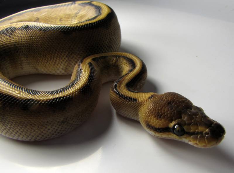 Ball python back lit on a white surface