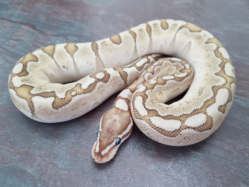 Bamboo ball pythons