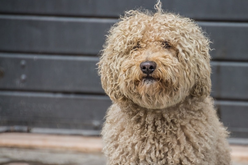 Barbet-dog_John_silver_shutterstock