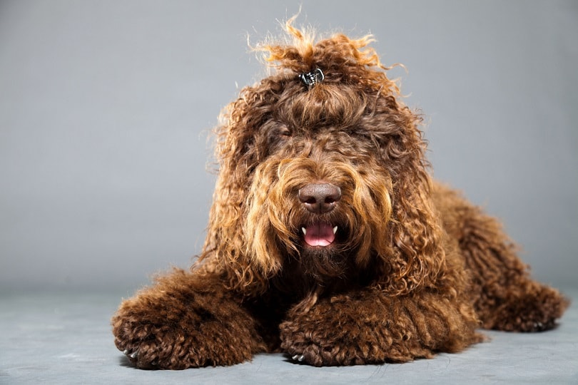 Barbet-dog_Ysbrand-Cosjin_shutterstock