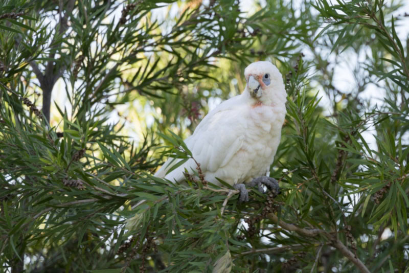 Bare-eyed cockatoo on a tree