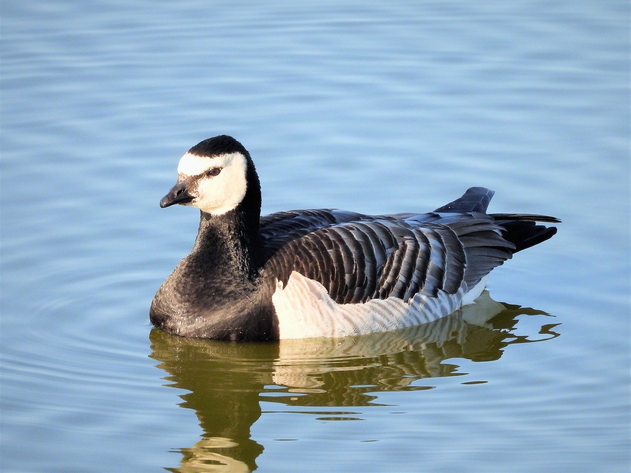 Barnacle Geese