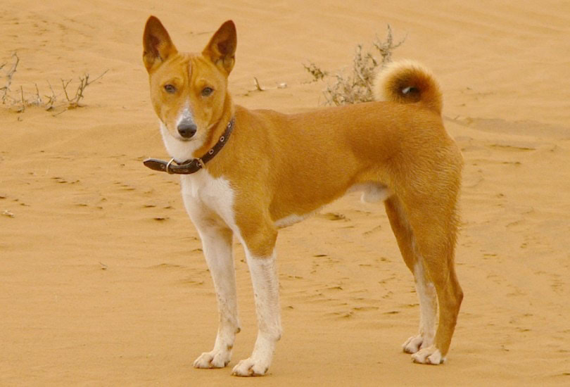 Basenji in a desert
