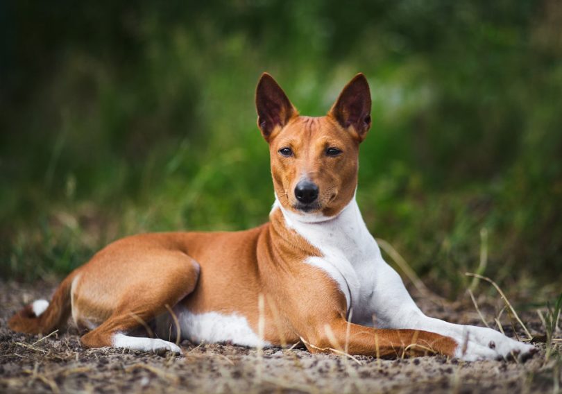 Basenji_Verbitskaya Juliya, Shutterstock