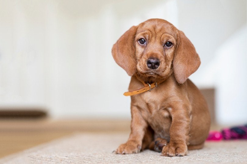 Basset Fauve de Bretagne puppy sitting on a rug
