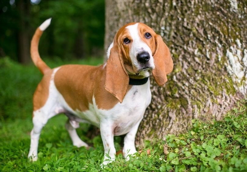 Basset-Hound-outdoors