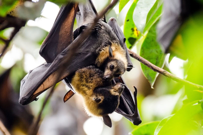 Bats