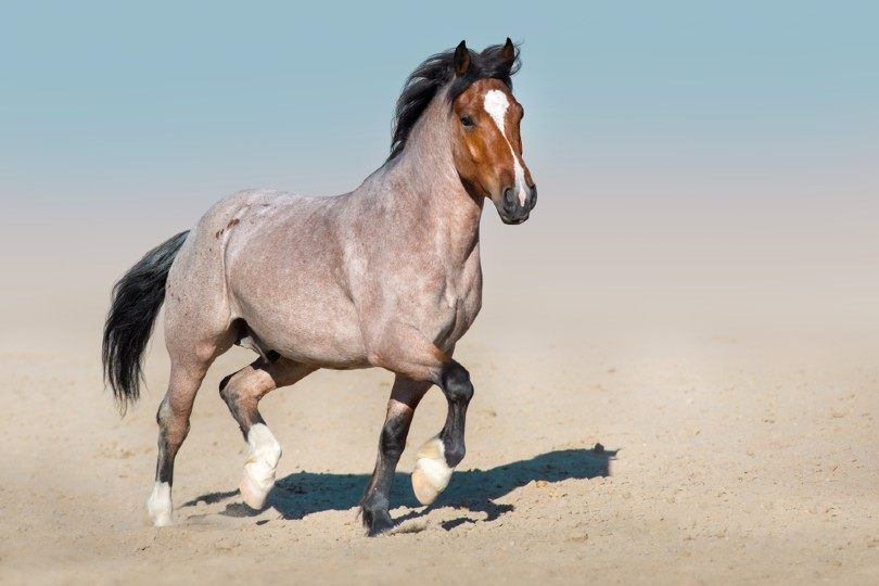 Bay Roan Horse