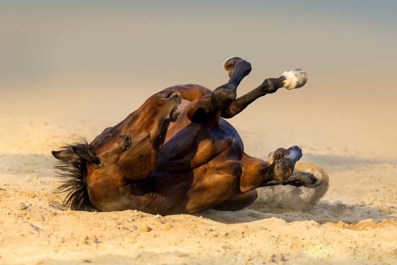 Bay horse lay on sand