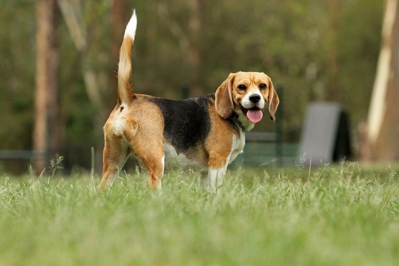 beagle dog