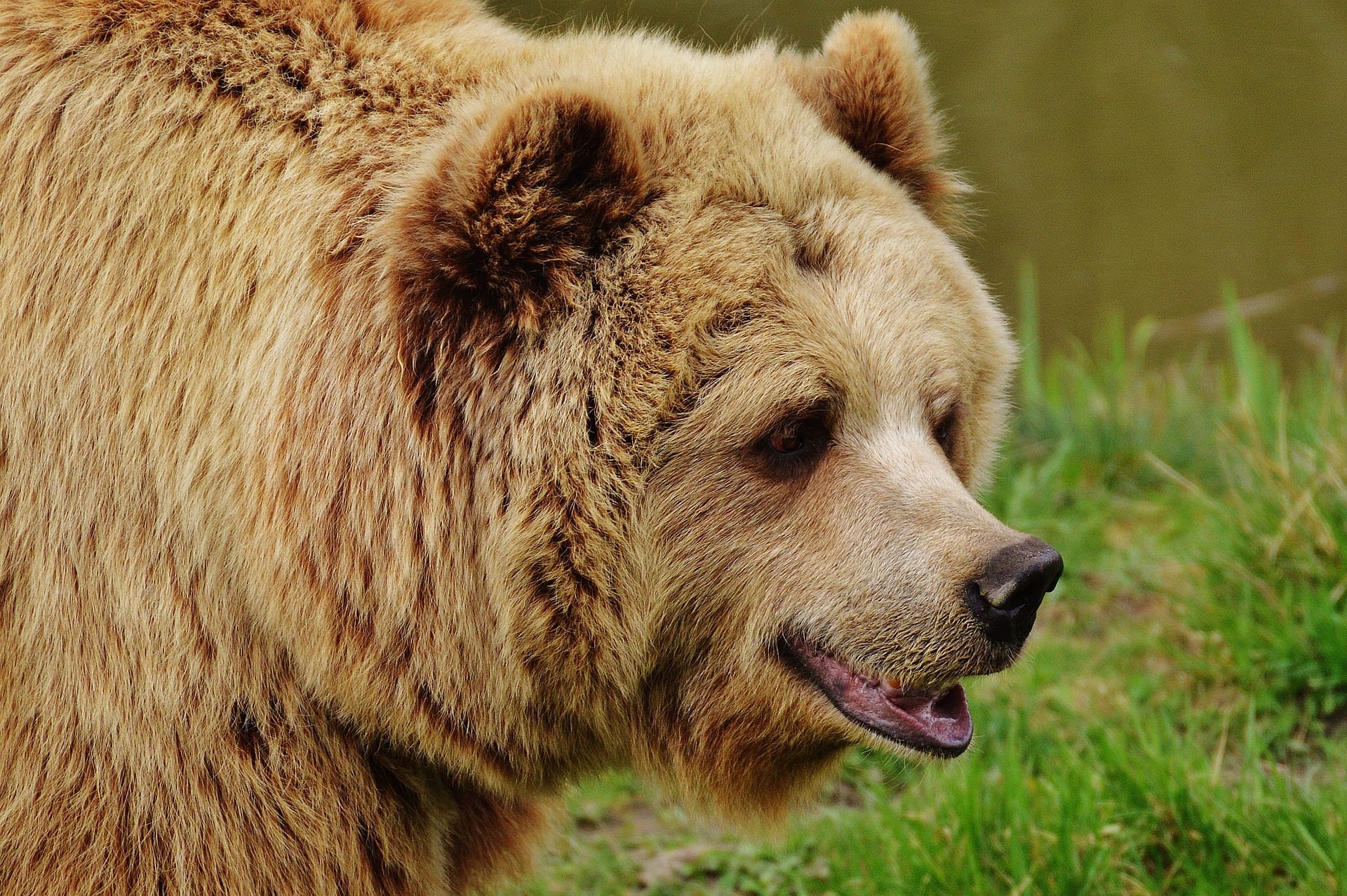Bear close up sideview_Pixabay