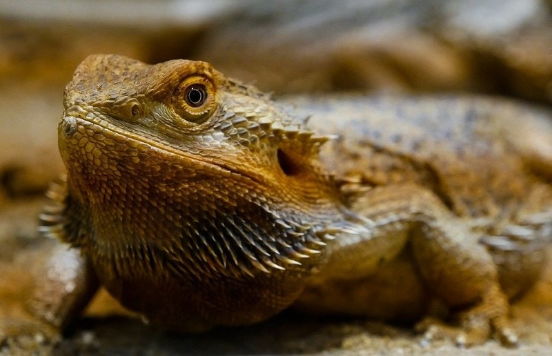 Bearded Dragon Close Up