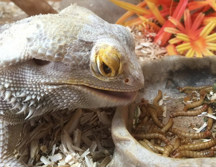 Bearded Dragon Feeding