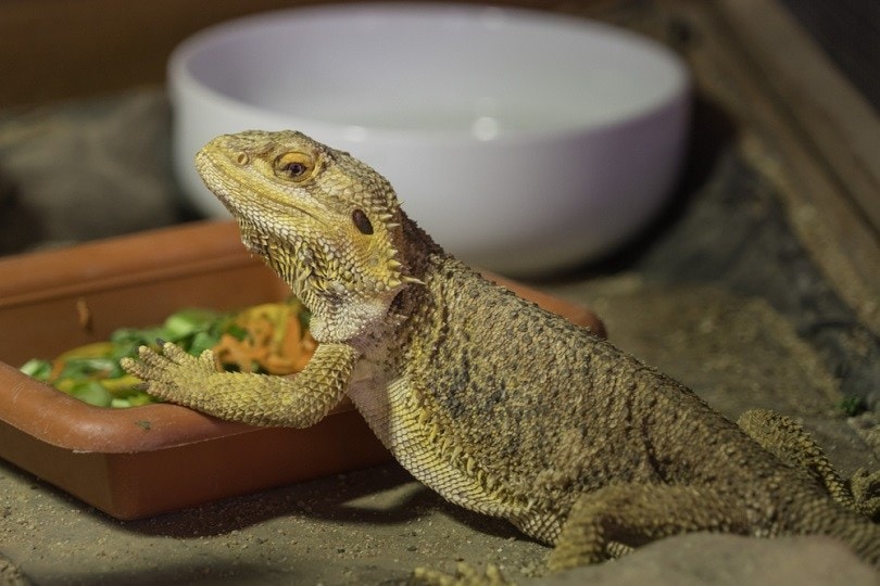 Bearded Dragon eating
