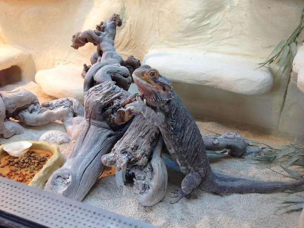 Bearded Dragon sand