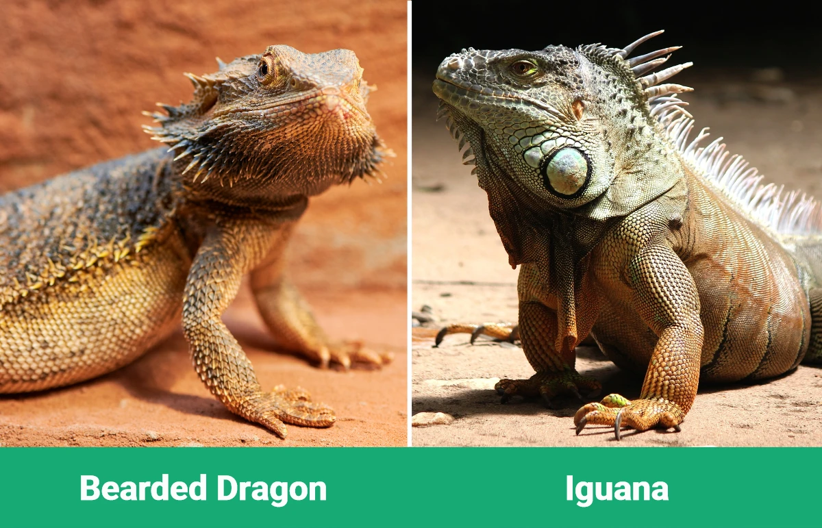 Bearded Dragon vs Iguana - Visual Differences