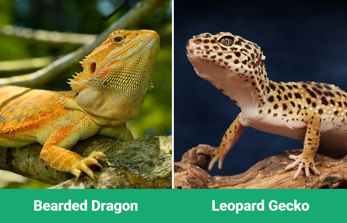 Bearded Dragon vs Leopard Gecko - Visual Differences