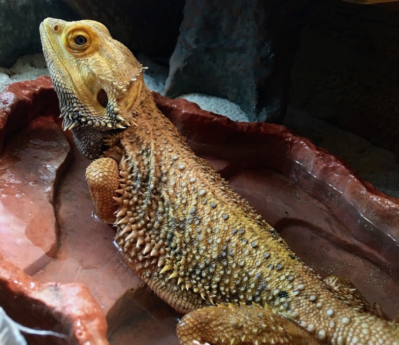Bearded dragon having a dip in water