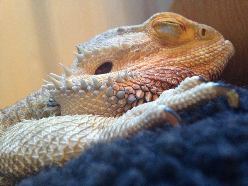 Bearded dragon sleeping