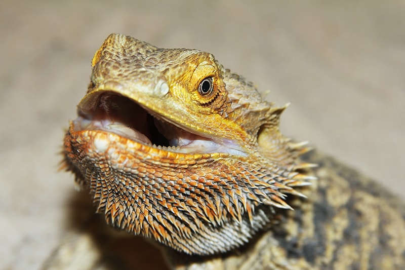 Bearded dragon threatening display