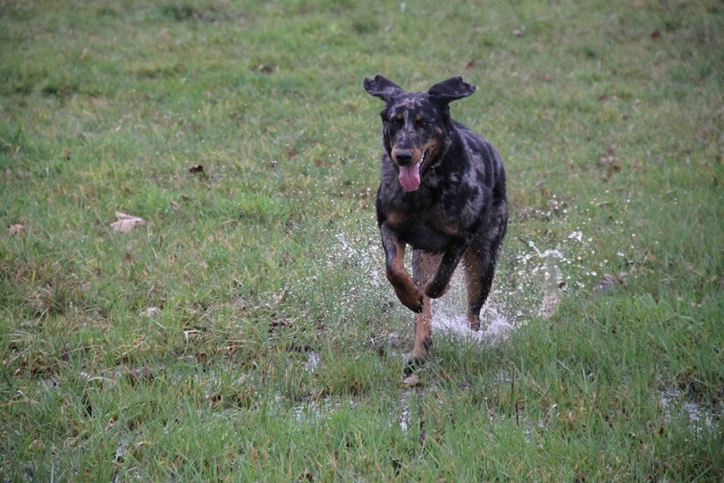 Beauceron-female-dog_ESTELLE-R_shutterstock