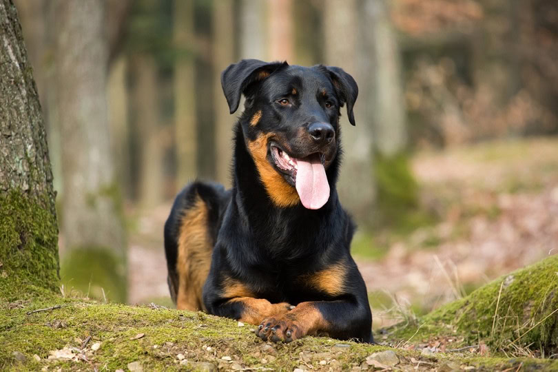 Beauceron dog in the forest
