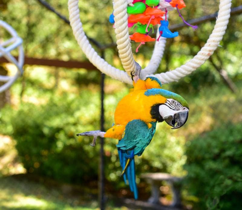 Beautiful Parrot playing in an aviary