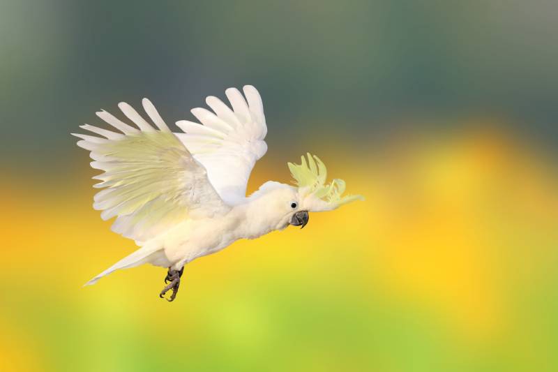 Beautiful White cockatoo parrot flying on flower field