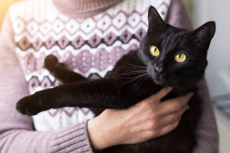 Beautiful bombay black cat with yellow eyes on owner hands in sunlight