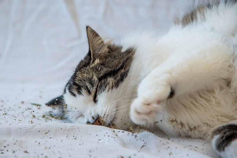 Beautiful cat with bright orange eyes rolling, staring, playing with catnip on white background