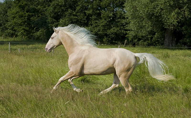 Beautiful cremello pureblood horse running in green meadow
