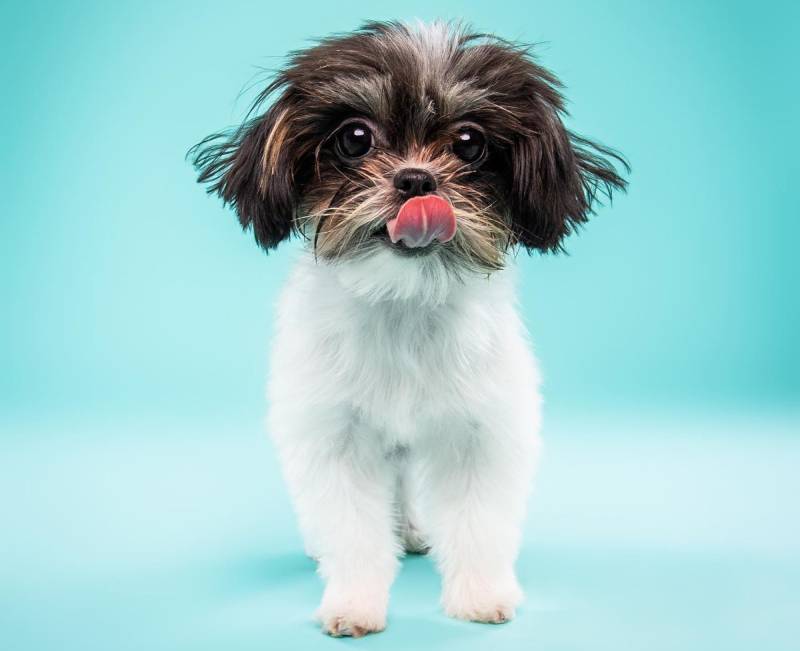 Beautiful miki puppy dog isolated on a blue turquoise background