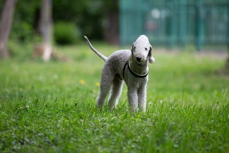Bedlington Terrier standing on grass
