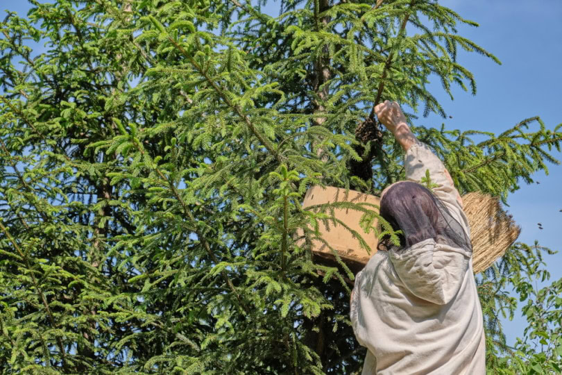 Beekeeper removing beehive from tree