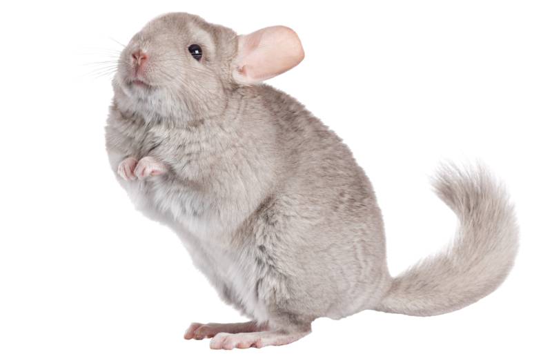 Beige chinchilla isolated on white background