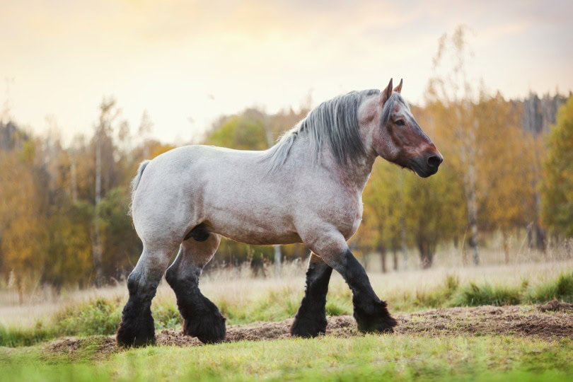 Belgian Draft Horse grazing