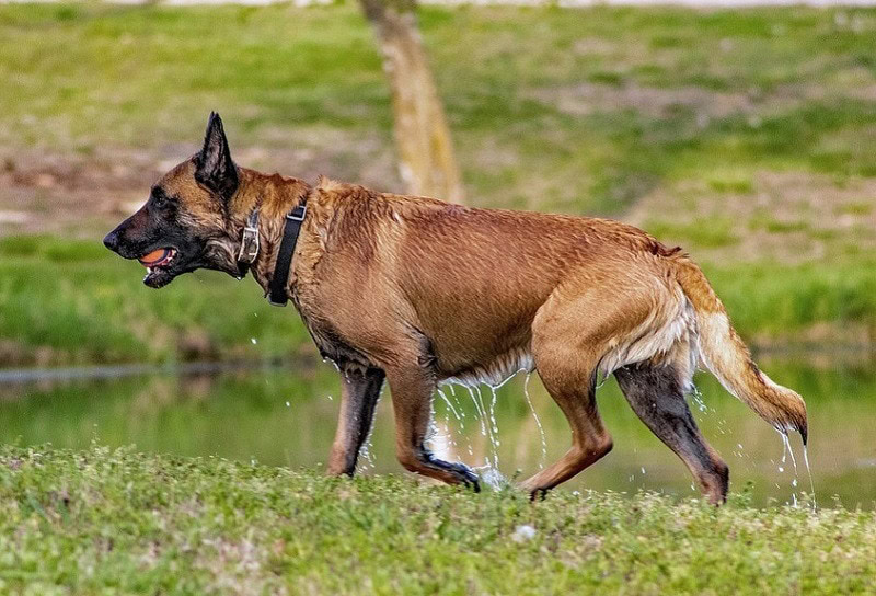 Belgian Malinois