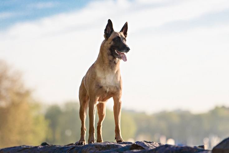 Belgian-Malinois