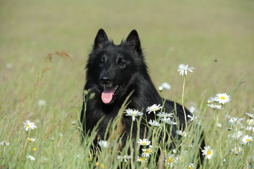 Belgian Sheepdog Groenendael II_Piqsels