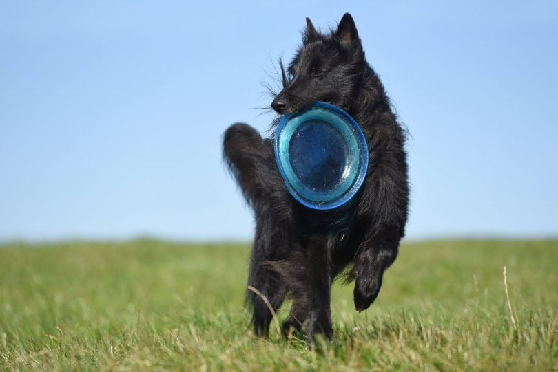 Belgian Sheepdog in grass_Piqsels