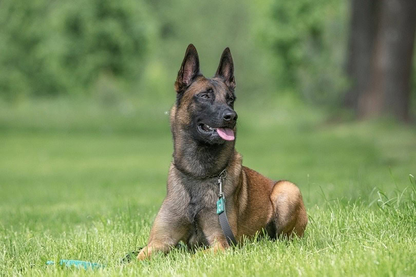 Belgian-Shepherd-Malinois