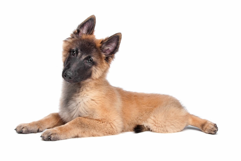 Belgian Shepherd (Tervuren) puppy